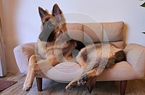 German shepherd king lying on sofa