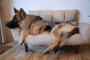 German shepherd king lying on sofa