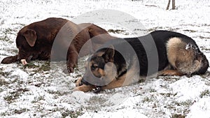 A german shepherd and a labrador retriever dog lying in the snow, eats bone. Hungry dogs.