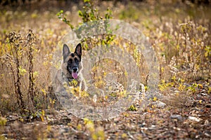 German Shepherd laying down in a field