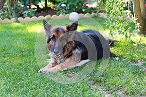 German shepherd laying in a gardem