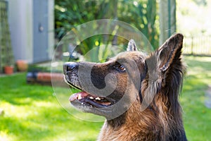 German shepherd laying in a gardem