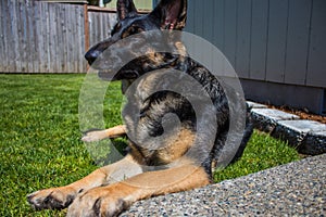 German shepherd