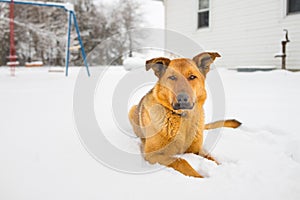 German Shepherd Laying in the Snow