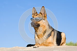 German shepherd laying in sun glasses