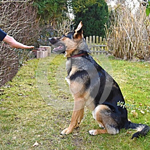 German shepherd learns commands from his owner