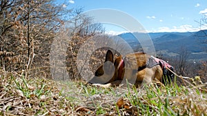 German Shepherd lies on green grass in the mountains and rests enjoying the views of the nature of the Caucasus in
