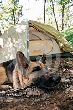 A beautiful thoroughbred German dog sleeps in nature. A German shepherd lies resting near a tent in the woods. Dog traveler, rest photo