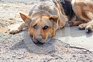 A German Shepherd lies in the yard of the farm, a dog with a sad look