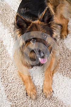 German shepherd long-haired dog on carpet top view