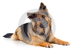 German shepherd long-haired dog portrait studio isolated