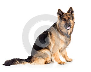 German shepherd long-haired dog sitting isolated