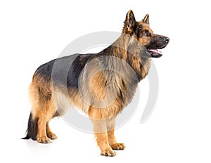 German shepherd long-haired dog standing profile studio shot isolated