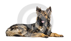 German Shepherd looking at camera against white background