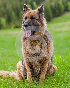 German Shepherd Looks Attentively In Retezat Mountains