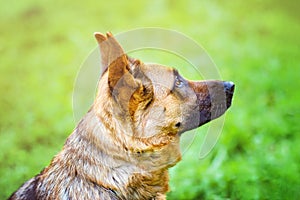 A German shepherd looks in the eyes of his master in training. Behind it is a blurred green background