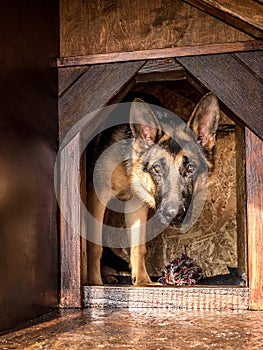 German shepherd lurking from its kennel