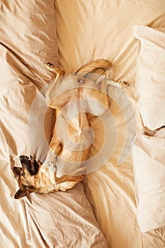 German shepherd lying on bed