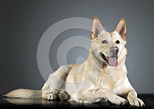 German shepherd lying in a dark studio