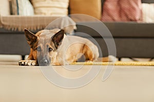 German shepherd lying on the floor