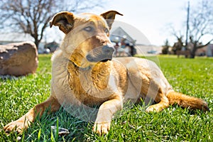 German Shepherd Lying in the Grass