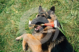 German Shepherd lying on grass