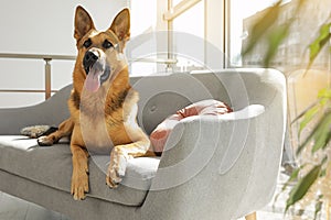 German shepherd lying on sofa