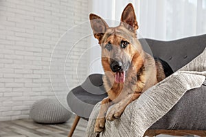 German shepherd lying on sofa