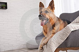 German shepherd lying on sofa