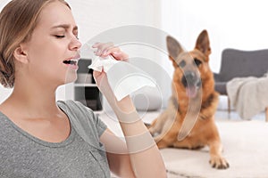 German shepherd lying on sofa in room