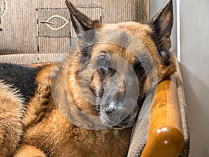 German Shepherd lying on sofa