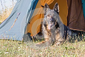 German Shepherd lying at the vestibule of tent