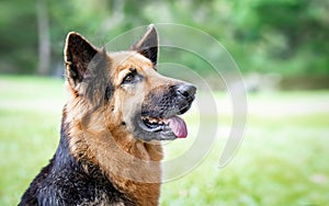 German shepherd making different expressions in the camera a