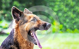 German shepherd making different expressions in the camera b