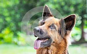 German shepherd making different expressions in the camera c