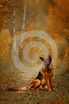 German shepherd male dog walking outdoor in autumn forest