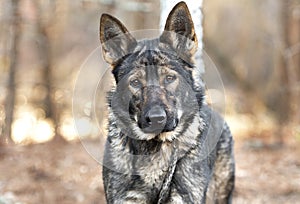 German Shepherd Malinois mix breed dog outside on collar and leash