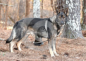 German Shepherd Malinois mix breed dog outside on collar and leash