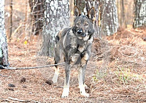 German Shepherd Malinois mix breed dog outside on collar and leash