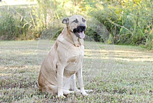 German Shepherd Mastiff mixed breed dog