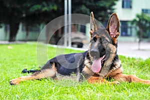 German Shepherd on the meadow