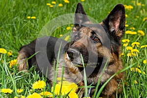German Shepherd on the meadow close up