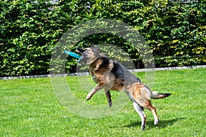 German Shepherd midflight, catching a frisbee photo