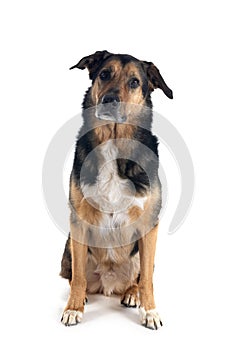german shepherd mix breed