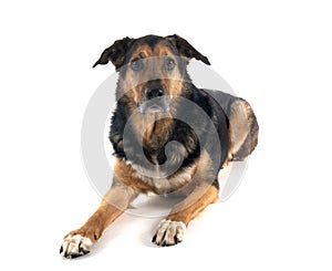 german shepherd mix breed