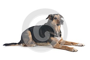 german shepherd mix breed