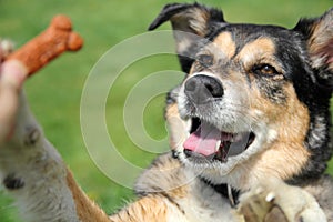 German Shepherd Mix Dog Begging for Treat photo