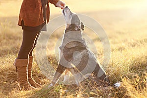 German Shepherd Mix Dog Sitting Good and Getting Treat from Owner