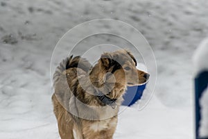 German Shepherd Mix in the Snow