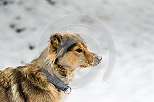German Shepherd Mix in the Snow